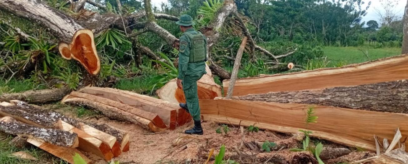 Policía de Fronteras detecta dos casos de presunta tala ilegal