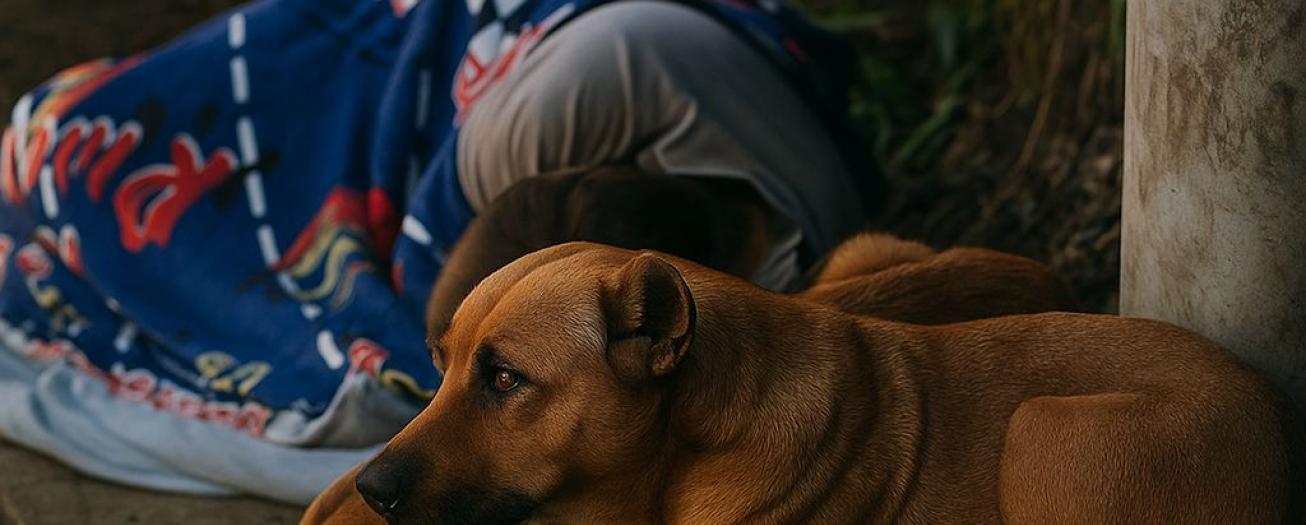 Indigencia y animales de la calle